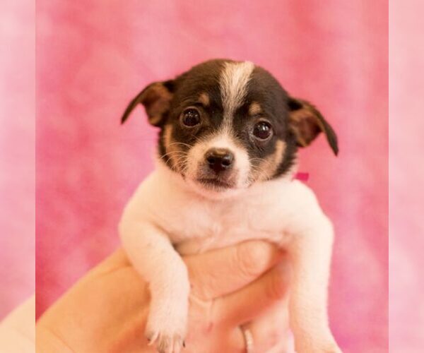 Medium Photo #1 Mutt Puppy For Sale in Spring Lake, NC, USA