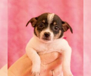 Mutt Dogs for adoption in Spring Lake, NC, USA