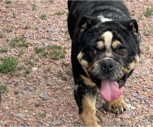 Father of the Bulldog puppies born on 05/02/2026