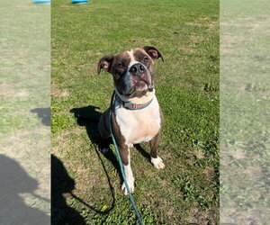 Glock - Male American Staffordshire Terrier-Unknown Mix Dog for Adoption - Photo #3