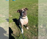 Small Photo #3 American Staffordshire Terrier-Unknown Mix Puppy For Sale in Pierceton , IN, USA