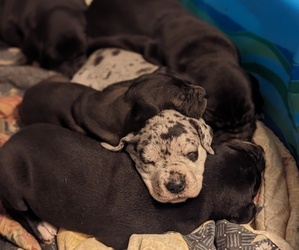 Great Dane Puppy for sale in COVINGTON, VA, USA