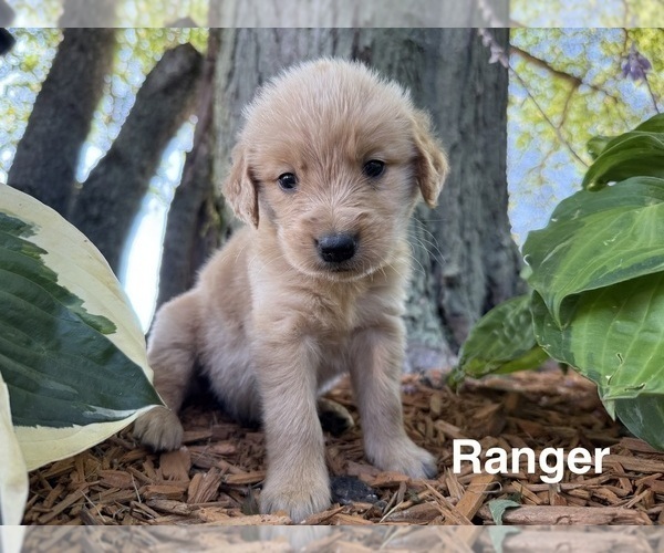 Medium Photo #1 Golden Retriever Puppy For Sale in PANA, IL, USA