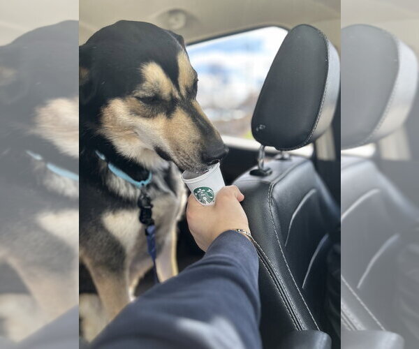 Medium Photo #7 Mutt Puppy For Sale in Springdale, PA, USA