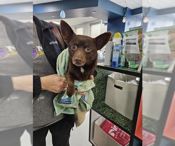 Medium Photo #1 Chihuahua Puppy For Sale in Temple, TX, USA