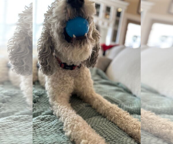 Medium Photo #10 Mutt Puppy For Sale in Sandy, UT, USA