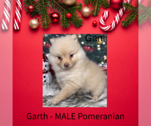 Pomeranian Puppy for sale in AZLE, TX, USA