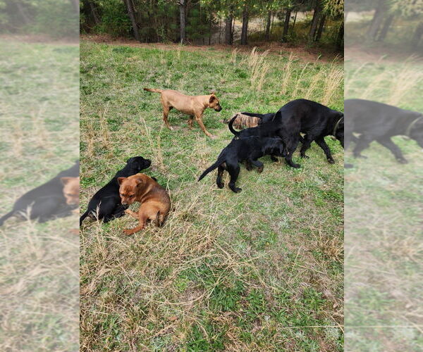 Medium Photo #4 Retriever -Unknown Mix Puppy For Sale in Canton, CT, USA