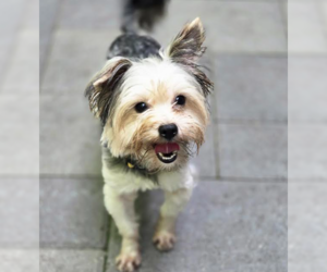 Mutt Dogs for adoption in Brooklyn Center, MN, USA