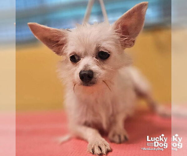 Medium Photo #1 Chihuahua-Unknown Mix Puppy For Sale in Washington, DC, USA