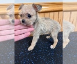 Small Photo #8 ShiChi Puppy For Sale in SAINT AUGUSTINE, FL, USA