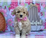 Small Photo #1 Schnoodle (Miniature) Puppy For Sale in LANCASTER, PA, USA