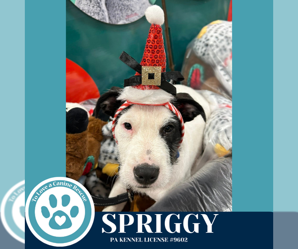 Medium Photo #4 Labrador Retriever-Unknown Mix Puppy For Sale in Kimberton, PA, USA