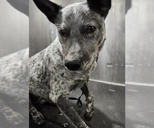 Mutt Dogs for adoption in San Antonio, TX, USA