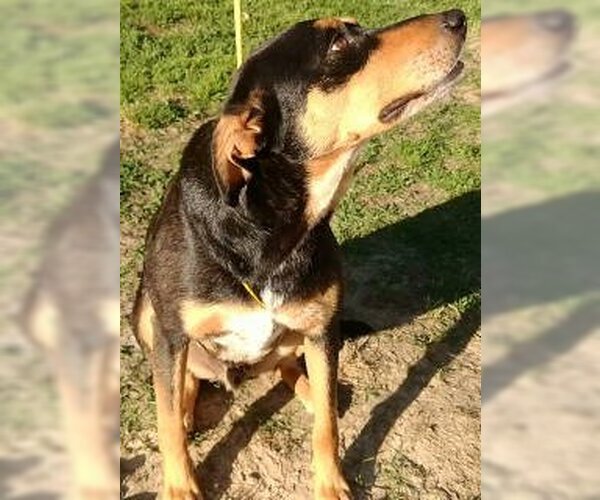 Medium Photo #3 Doberman Pinscher-Unknown Mix Puppy For Sale in Frankston, TX, USA