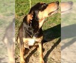 Small #2 Doberman Pinscher Mix