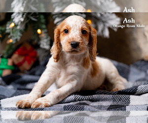 English Cocker Spaniel Puppy for sale in FORT WORTH, TX, USA