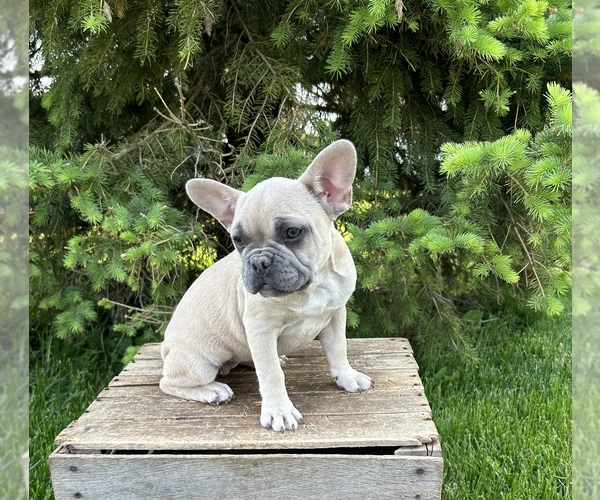 Medium Photo #5 French Bulldog Puppy For Sale in MIDDLEBURY, IN, USA