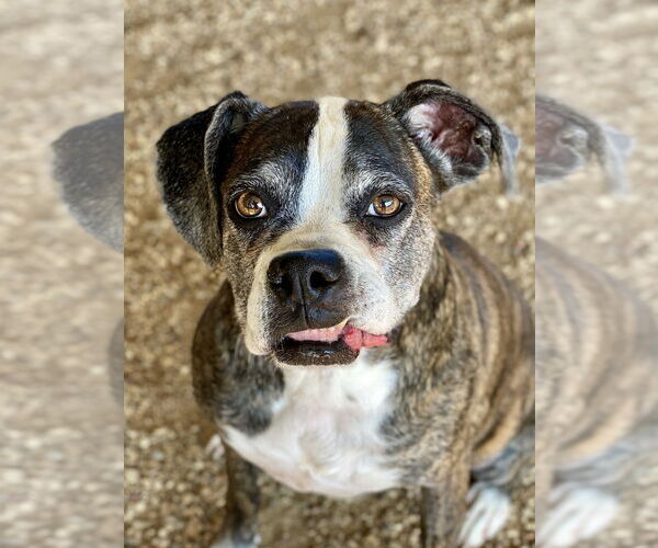 Medium Photo #1 Boxer Puppy For Sale in Austin, TX, USA