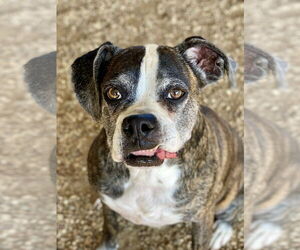 Boxer Dogs for adoption in Austin, TX, USA