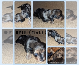 Dachshund Puppy for sale in MCPHERSON, KS, USA