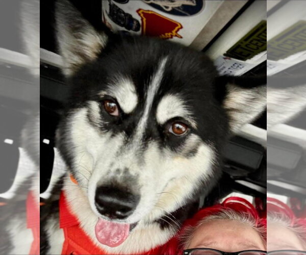 Medium Photo #1 Siberian Husky Puppy For Sale in Alexander, AR, USA
