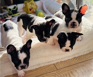 French Bulldog Puppy for Sale in SANTA MARIA, California USA