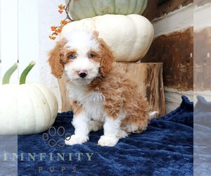 Bernedoodle (Miniature) Puppy for sale in NARVON, PA, USA