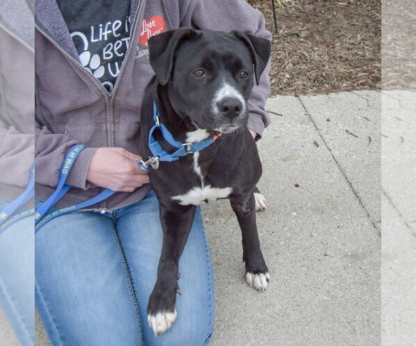 Medium Photo #4 Boxer-Unknown Mix Puppy For Sale in Huntley, IL, USA