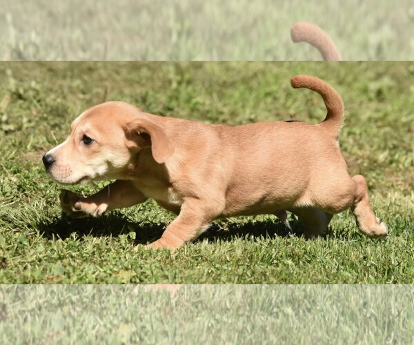 Medium Photo #2 Dachsador Puppy For Sale in Mechanicsburg, PA, USA