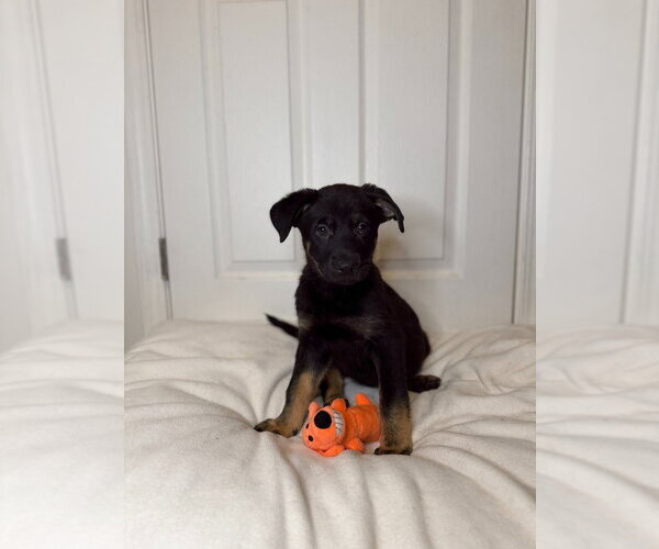 Medium Photo #2 German Shepherd Dog Puppy For Sale in Minneapolis, MN, USA