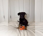 Small #1 German Shepherd Dog