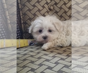 Maltese Puppy for sale in MCMINNVILLE, TN, USA