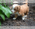 Small #1 Cavapoo-Poodle (Toy) Mix