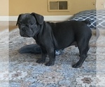 Small Photo #21 French Bulldog Puppy For Sale in TACOMA, WA, USA