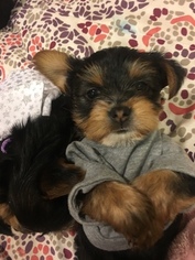 Yorkshire Terrier Puppy for sale in POMONA, CA, USA