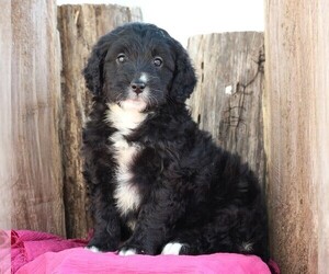 Goldendoodle (Miniature) Puppy for sale in FREDERICKSBG, OH, USA