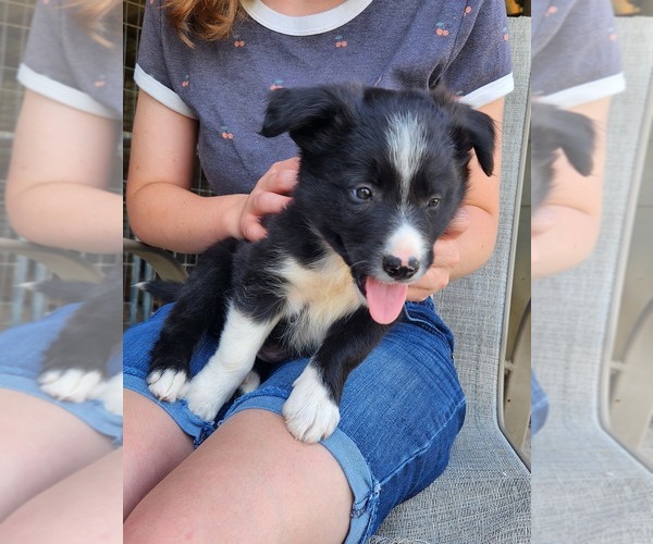Medium Photo #1 Border Collie Puppy For Sale in FLEMINGSBURG, KY, USA