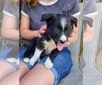 Puppy Cookie Border Collie