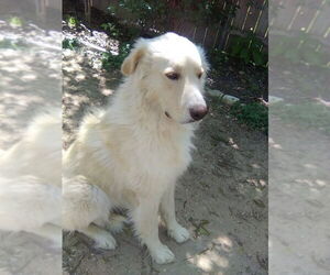 Great Pyrenees Dogs for adoption in Spring, TX, USA