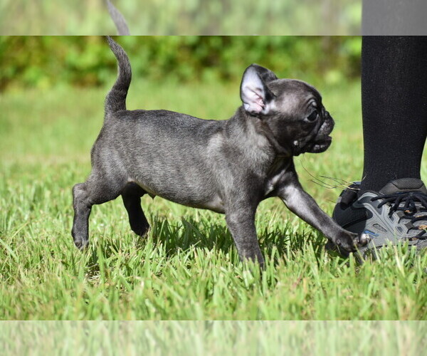 Medium Photo #4 Pug Puppy For Sale in PALM COAST, FL, USA