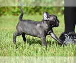 Small #3 Pug