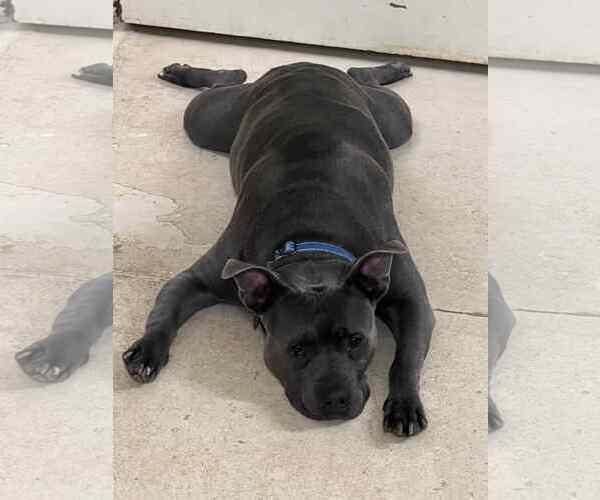 Medium Photo #3 American Staffordshire Terrier-Unknown Mix Puppy For Sale in Sheboygan, WI, USA