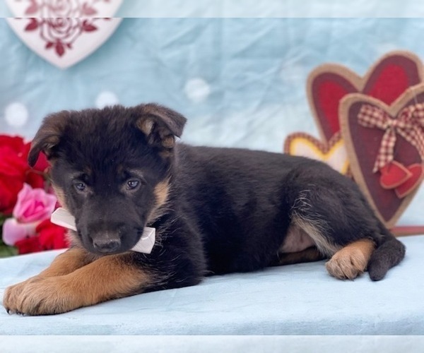 Medium Photo #2 German Shepherd Dog Puppy For Sale in LANCASTER, PA, USA