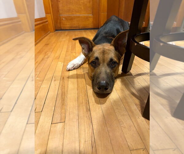 Medium Photo #3 German Shepherd Dog Puppy For Sale in Minneapolis, MN, USA