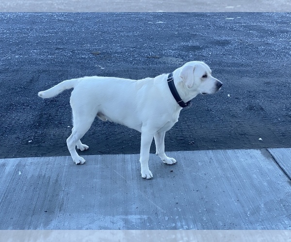 Medium Photo #5 Labrador Retriever Puppy For Sale in MOSES LAKE, WA, USA