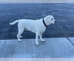 Small Photo #5 Labrador Retriever Puppy For Sale in MOSES LAKE, WA, USA