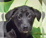 Small #1 German Shepherd Dog Mix