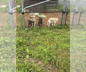 Labrador Retriever Litter for sale in DAVENPORT, FL, USA