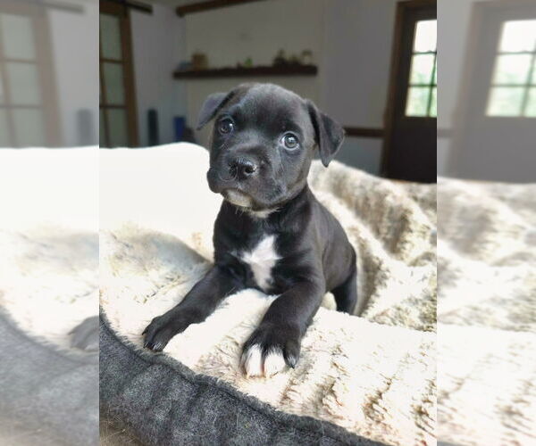 Medium Photo #1 Mutt Puppy For Sale in Raleigh, NC, USA